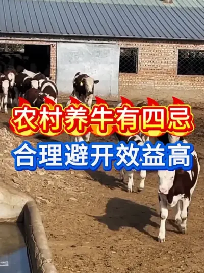 农村养牛有4忌，合理避开效益高 #养牛 #科学养牛 #牛羊养殖 #牛羊驱虫 #牛羊养殖技术分享