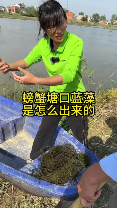 螃蟹塘口蓝藻是怎么出来的！！！！ #渔多多养殖模式 #新农人计划2025 #三农 #螃蟹养殖 #大闸蟹养殖