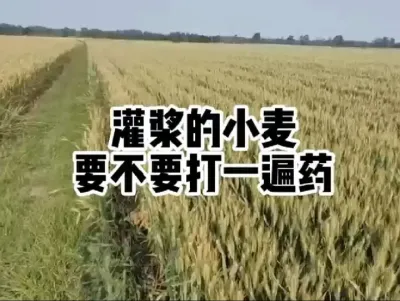 #农业人话农业#抖音助农#满益佳拌花生不死苗
