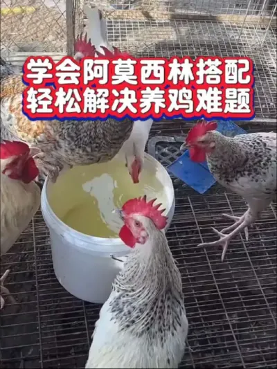 阿莫科学搭配，轻松养好鸡#鸡病防治 #科学养鸡#阿莫西林养鸡#农村散养土鸡#养鸡