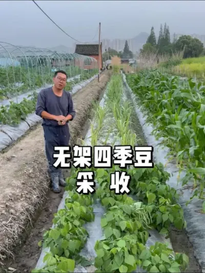 四季豆无架种植，采摘技巧大公开！ 