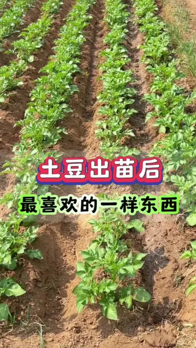土豆出苗后最喜欢的一样东西#土豆高产种植 #马铃薯种植 #洋芋种植 #土豆种植技术#三农种植