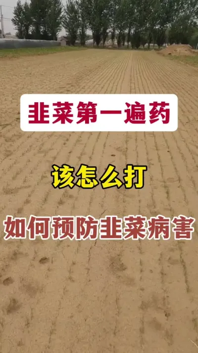 韭菜第一遍，该怎么打，如何预防韭菜病害。#韭菜管理 #韭菜种植 #韭菜病虫害 #韭菜种植方法 #病虫害防治