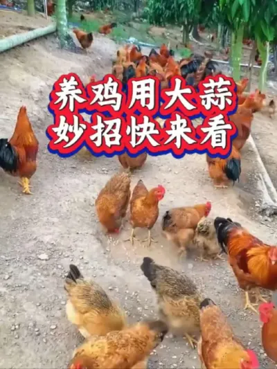 养鸡用大蒜利益多多，要害是怎样准确搭配#养鸡#农村散养土鸡#养鸡小妙招#科学养鸡
