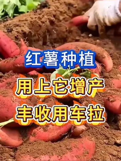 红薯高产就用它 红薯种植用上它，丰收增产人人夸#红薯种植#红薯#红薯管理#红薯 #农业种植