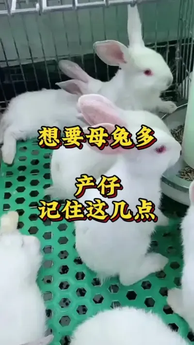 想要母兔多产仔，记住这几点 #兔子 #养兔人 #肉兔养殖 #养兔技术交流中心#养兔专业户 #养兔三分靠管理七分靠技术