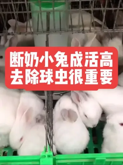 断奶小兔成活高，去除球虫很重要 #兔子#养殖#养兔子#三农#养兔人