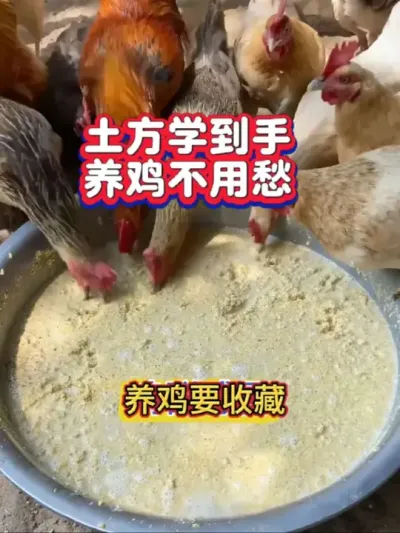 这几个土方学到手，养鸡常见问题不必忧愁#养鸡#养鸡小妙招#土方养鸡#农村散养土鸡#天天禀享养鸡知识