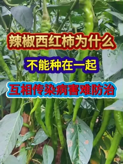 辣椒西红柿为什么不能种在一起互相传染病害难防治 #辣椒种植 #西红柿种植 #农业种植 #种植小技巧 #分享农业知识帮农民增产增收