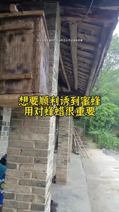 想要顺利诱到蜜蜂，用对蜂蜡很关键#养蜂 #诱蜂 #养蜂技术 #蜂蜡 @抖音小助手