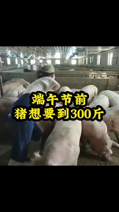#养猪人 #猪喂什么饲料长得最快 #自繁自养母猪 #养猪人加油干 #三农养猪人