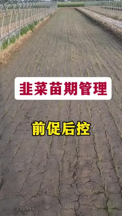 韭菜苗期管理，前促后控。#韭菜种植 #韭菜管理 #韭菜苗期 #韭菜施什么肥根粗 #种韭菜