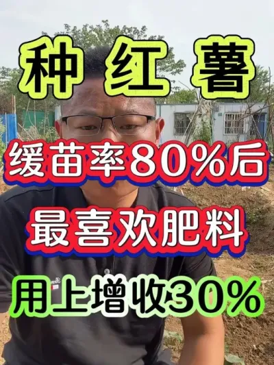 红薯缓苗率80%以后最喜欢肥料用上增收三成 #红薯种植 #红薯 #种红薯 #红薯高产种植 #红薯高产