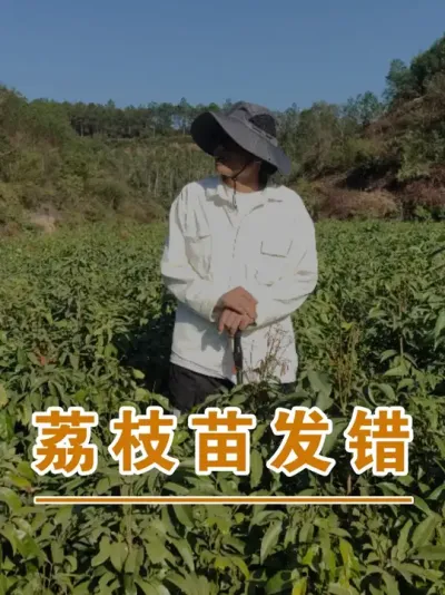 不是良心的问题，是会不会搞错的问题#广西灵山荔枝果苗#农业创业#抖音新农人计划2025#吕老师种果苗