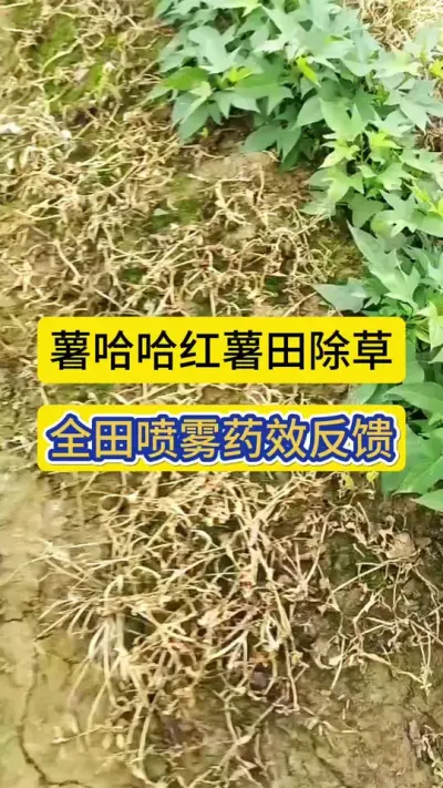 薯哈哈红薯田除草，全田喷雾药效果反馈！#红薯田除草 #红薯种植 #薯帮主红薯植保 #红薯高产种植
