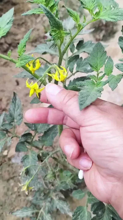 番茄点花#授粉座果 #座果灵#农业种植 #抖音助农 #番茄座果灵