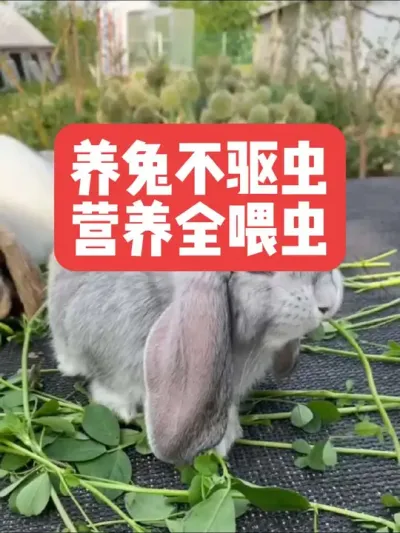 养兔不驱虫，营养全喂 #三农#养殖#养兔#兔子#养兔人