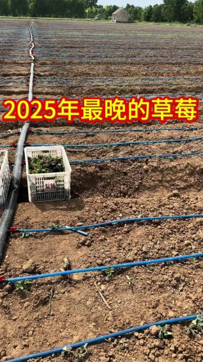 #草莓苗育苗基地 #草莓种植管理技术和方法