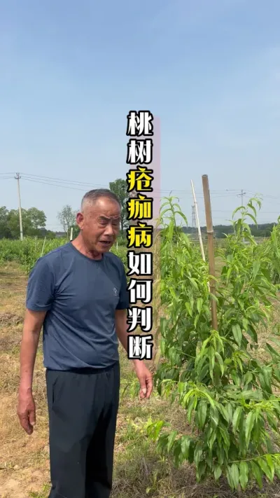 通过叶片判断病害，病害不同表现不同 #桃树种植 #桃树病害 #来抖音学农技 #田间地头实操干货 #春耕农技知识