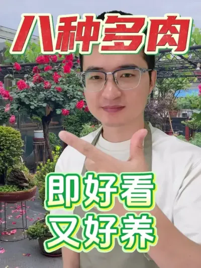 这八种多肉，即悦目又好养！ #养花  #花卉绿植  #多肉