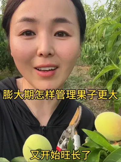 桃子膨大期管理 #农业种植 #关注我每天为你分享更多农业知识 #分享农业知识帮农民增产增收 #分享农业植保技术知识传播正能量