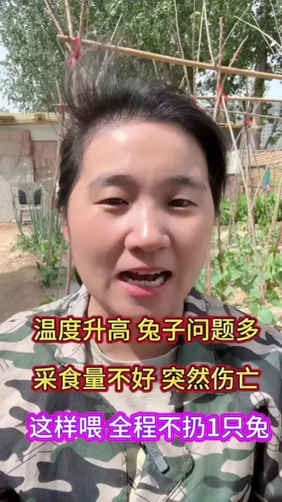 温度升高，兔子问题多，养不活，养不大，突然伤亡，关键在于饲养管理，这样喂成活率高达9成9#养兔 #兔子养殖 #肉兔养殖 #兔子 #养兔人