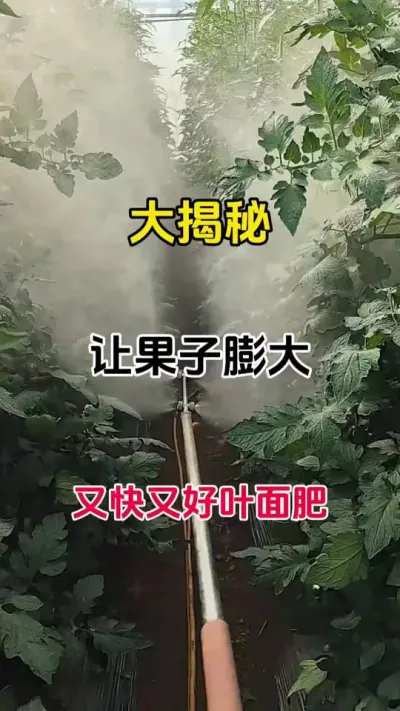 让果子膨果又快又好用的叶面肥，你知道吗？#膨果 #膨大宝 #番茄种植 #果树膨果
