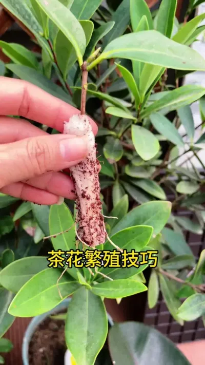 濴ϲĲ軨һаԼĻ#軨 #Ǥ#ֲ