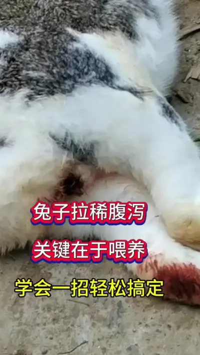 兔子拉稀，粪便不成型，干吃不长，问题多，这样管理稳稳拿捏#兔子 #养兔人#肉兔养殖 #养兔技术