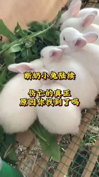 断奶小兔陆续伤亡的原因你找到了吗？ #养兔人 #兔子 #肉兔养殖 #养兔技术交流中心#小兔子 #农村创业养殖