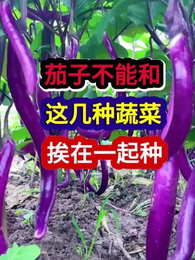 茄子不能和这几种蔬菜挨在一起种 #茄子种植 #农业种植 #种植小技巧 #三农 #分享农业知识帮农民增产增收