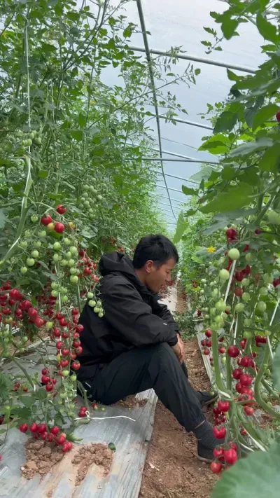 晒黑了，憔悴了，太难了，种地都快种成傻子了！做农业的你们今年也怎么样了？#返乡创业新农人 #大足 #农业种植