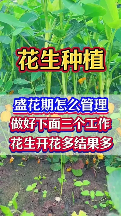 花生莳植高产管理手艺#花生#花生莳植 #花生管理手艺 #花生莳植管理手艺 #花生莳植户