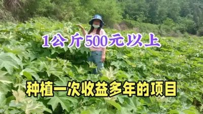 农村多年收益的种植，1公斤500元，15亩年入26万，投入小 #药材种植 #农村致富好项目 #返乡创业新农人 #大通草 #抖音助农