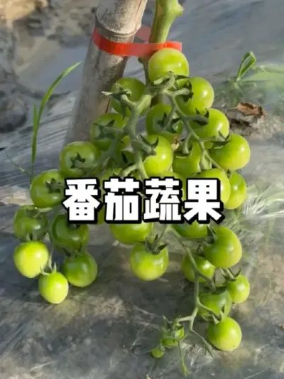 番茄在什么时候需要蔬果，让果实膨大 