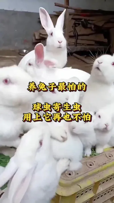 养兔子最怕的球虫寄生虫，用上它再也不怕 #养兔 #兔子 #肉兔养殖 #养兔技术 #养兔三分靠管理七分靠技术