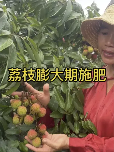 妃子笑荔枝膨大期施肥的作用#新农人计划2025 #dou来广东百千万 #来抖音学农技 #妃子笑荔枝
