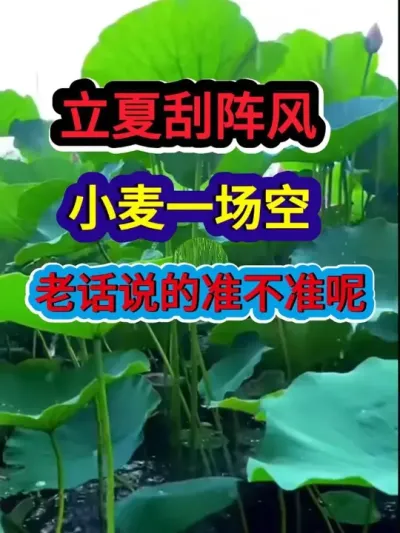 立夏刮阵风小麦一场空老话说的准不准呢 #农业种植 #种植小技巧 #农业谚语 #立夏节气 #农谚