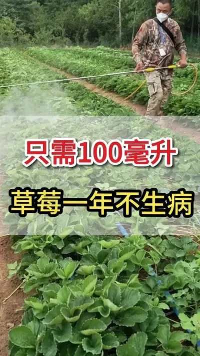 以后这一瓶100毫升，草莓育苗不得病#一份耕耘一份收获 #三农