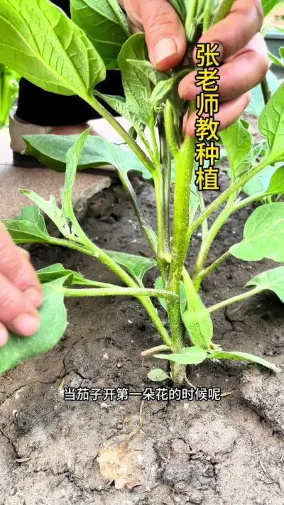 茄子如何管理#农业种植 #三农 #关注我一起学种菜 #茄子