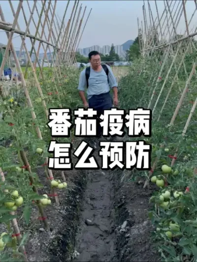 番茄结果期如何预防疫病 #种菜小技巧