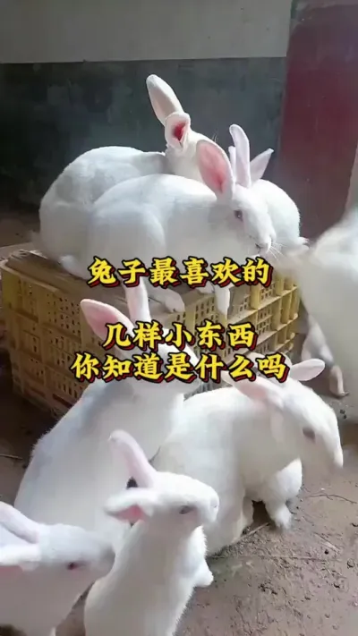 兔子最喜欢的几样小东西，你知道是什么吗 #兔子 #养兔人 #肉兔养殖 #养兔技术交流中心#养兔三分靠管理七分靠技术