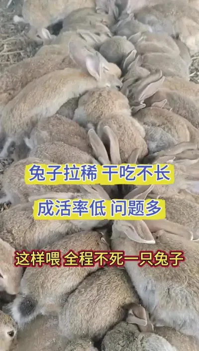 兔子拉稀，干吃不长，粪便不成型，这样喂一招来解决，全程不死一只兔子#兔子 #养殖兔子 #养兔人 #肉兔养殖 #养兔技术