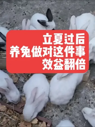 立夏过后，养兔做对这件事，效益翻倍 #三农#养殖#兔子#养兔子#养兔人