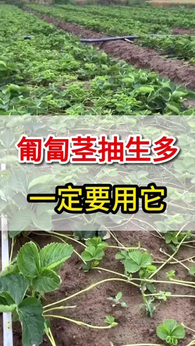 草莓匍匐茎，一个高招大量抽生#匍匐茎#三农