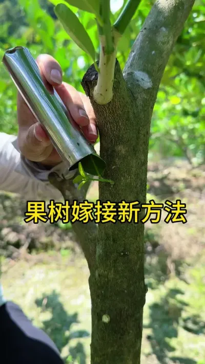 ޽ӵҪ #޽#ݪֲС #Ϸˮ