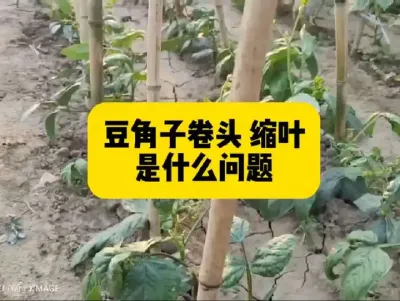 #农业人话农业#抖音助农#满益佳拌花生种预防死苗