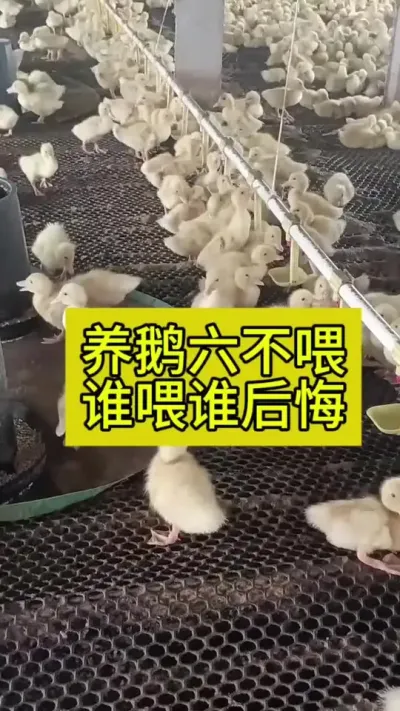 #养鹅人 #肉鹅养殖 #养鹅技术分享 #禽病防治 #养殖