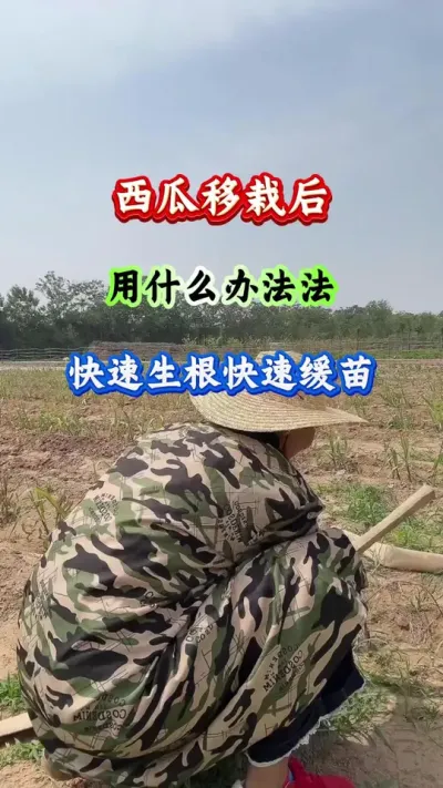 西瓜种植 西瓜移栽后用什么办法快速生根快速缓苗 #西瓜种植 #西瓜管理 #西瓜高产