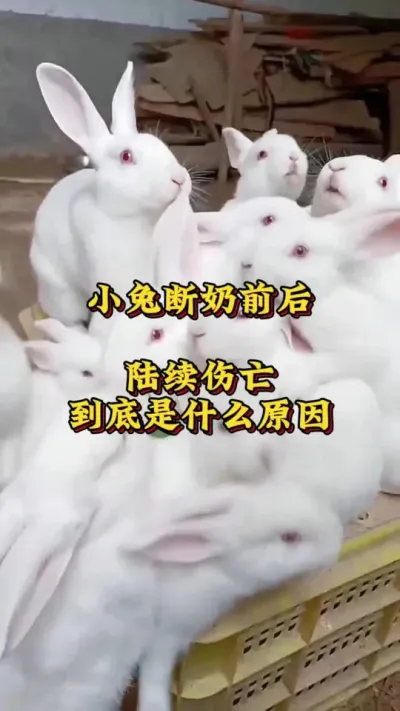 小兔断奶前后陆续伤亡，到底是什么原因？ #养兔人 #兔子 #肉兔养殖 #养兔技术交流中心#养兔三分靠管理七分靠技术